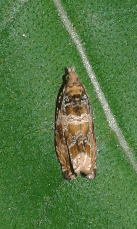 Celypha cespitana (Tortricidae)?  Celypha flavipalpana